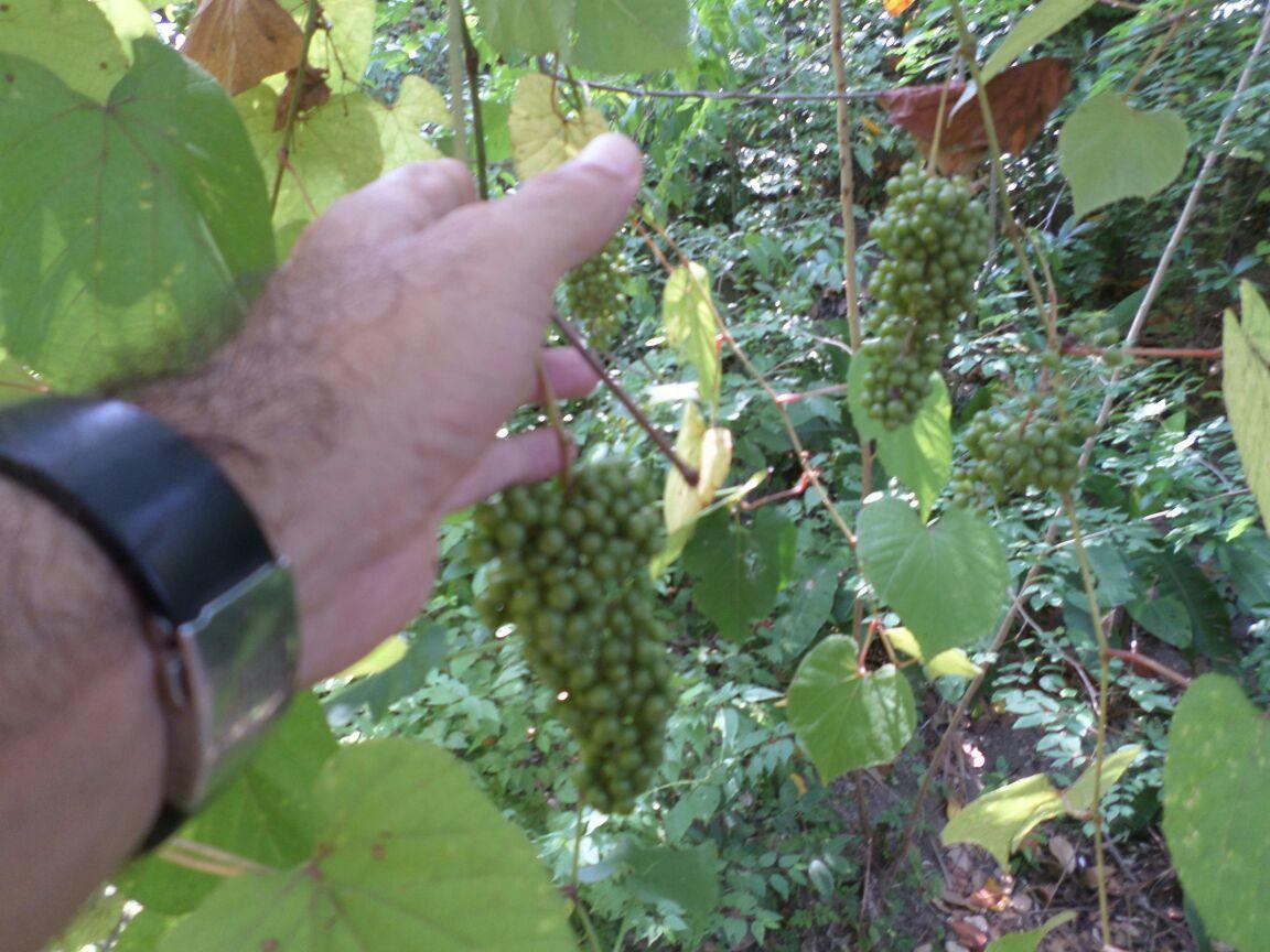 Las Mananitas De La Sierra El Zaino Eksteriør bilde