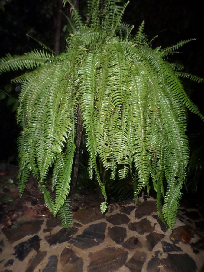 Las Mananitas De La Sierra El Zaino Eksteriør bilde
