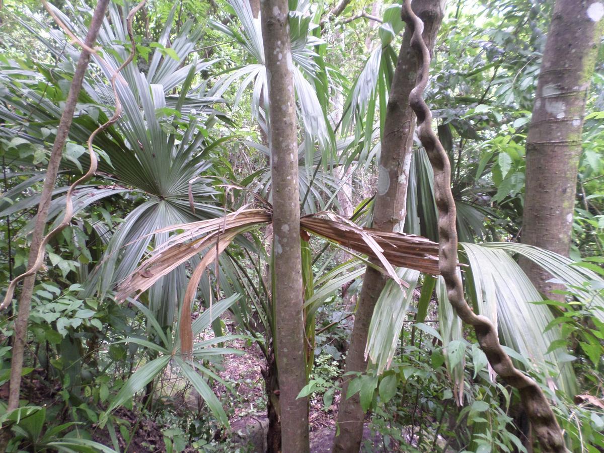 Las Mananitas De La Sierra El Zaino Eksteriør bilde